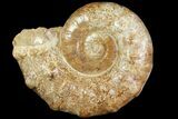 Jurassic Ammonite Fossil - Madagascar #118445-1